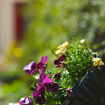 Bed & Breakfast Westbrook House Buncrana